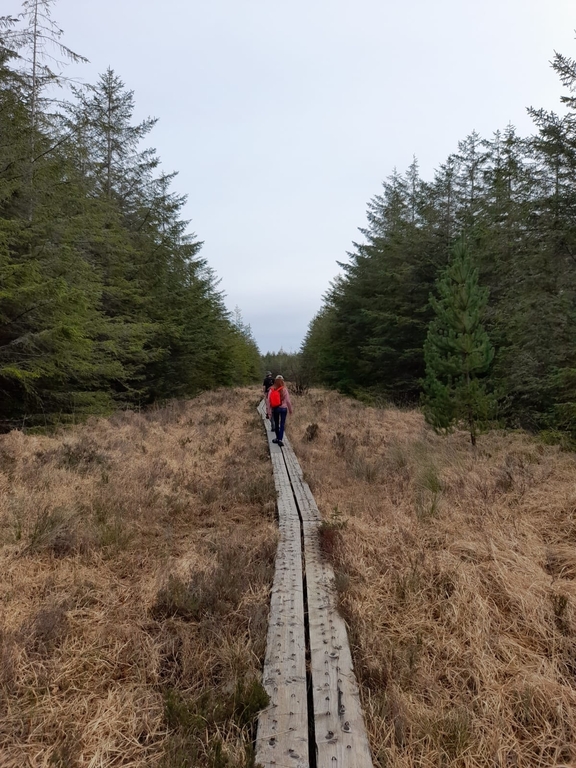 Bog walk near home (another nice easy walk)
