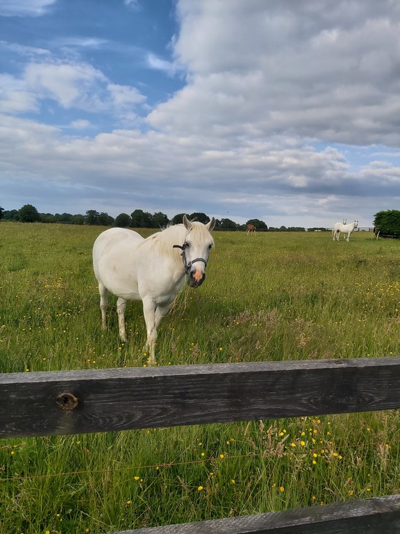 Gill our pony in the field at the back of our house