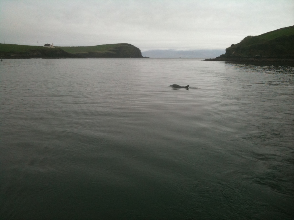 Catching up with Funghi, the dolphin, in Dingle bay!