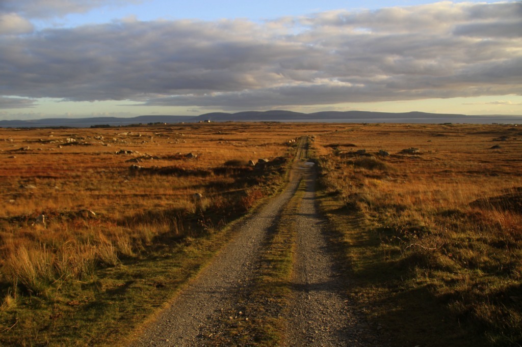 Bog Road on walk at back of house