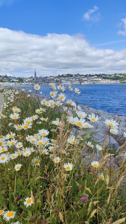 Cobh, viewed from Haulbowline.
