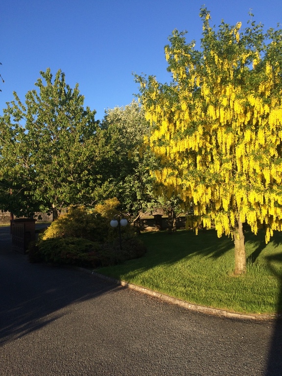 Laburnum tree in front garden