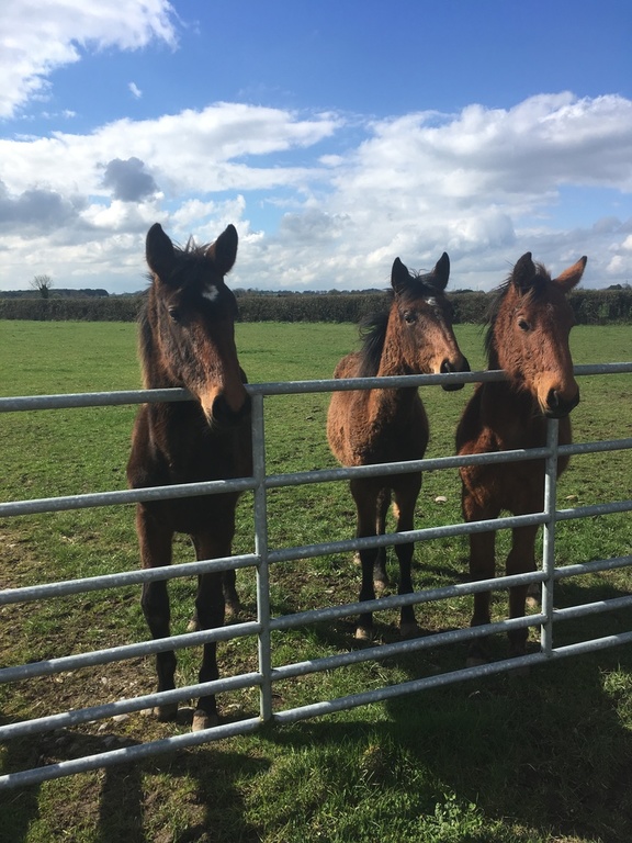 Horses across the road down Warrington Lane