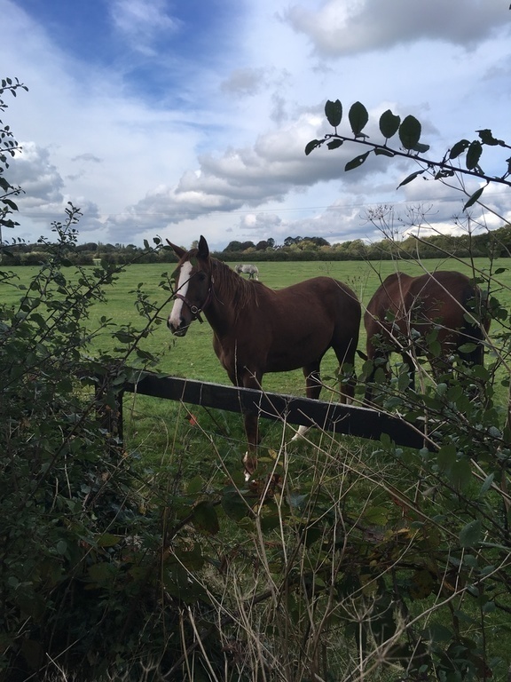 Horses across the road down Warrington Lane