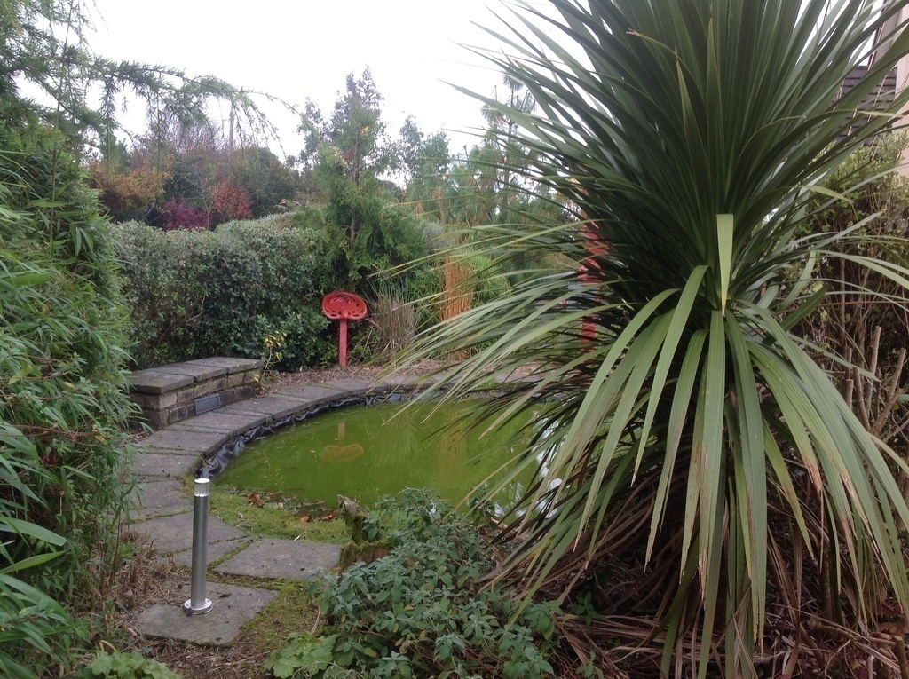 Fish pond in garden