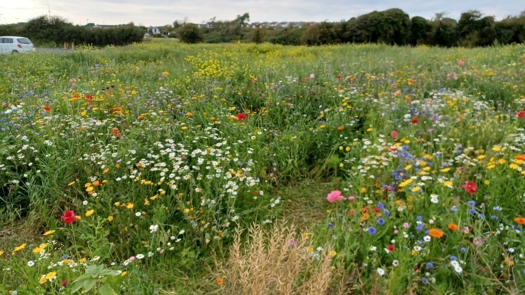Wildflower meadow on the way to the beach