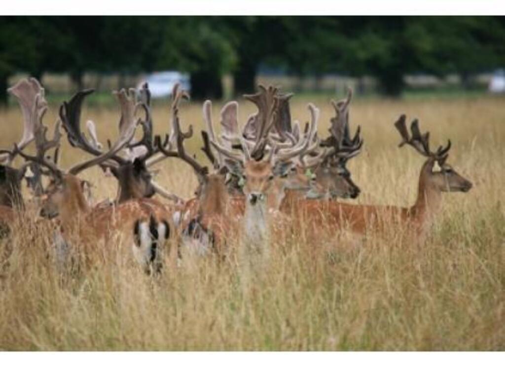 Phoenix Park