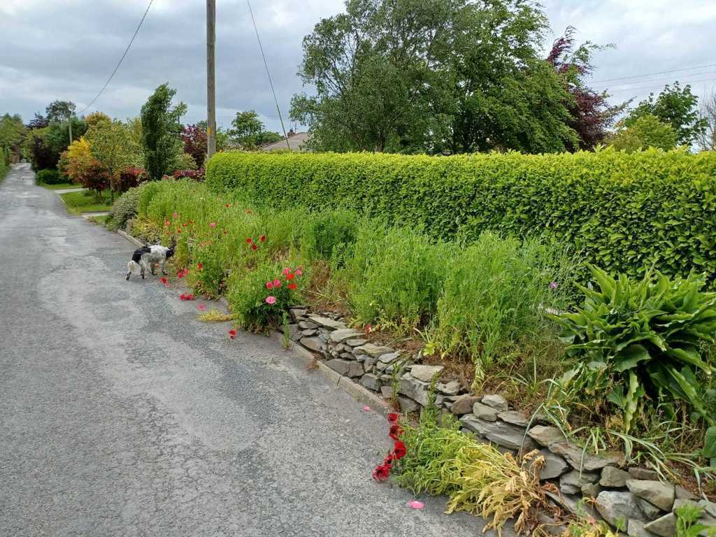 Our front hedging with the stone hand made stone wall