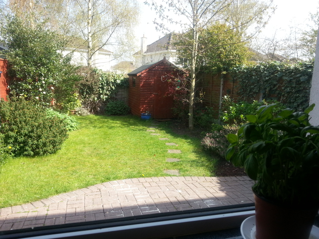 Back garden