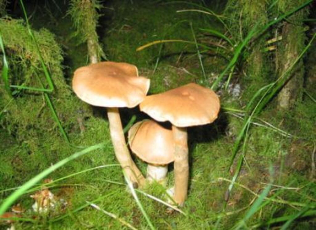 Sample of mushrooms in Newcastle Forest