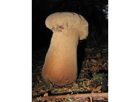 Large selection of fungii in Newcastle forest