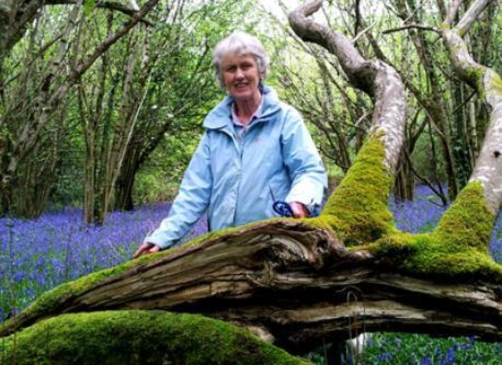 Bluebells in Portlick