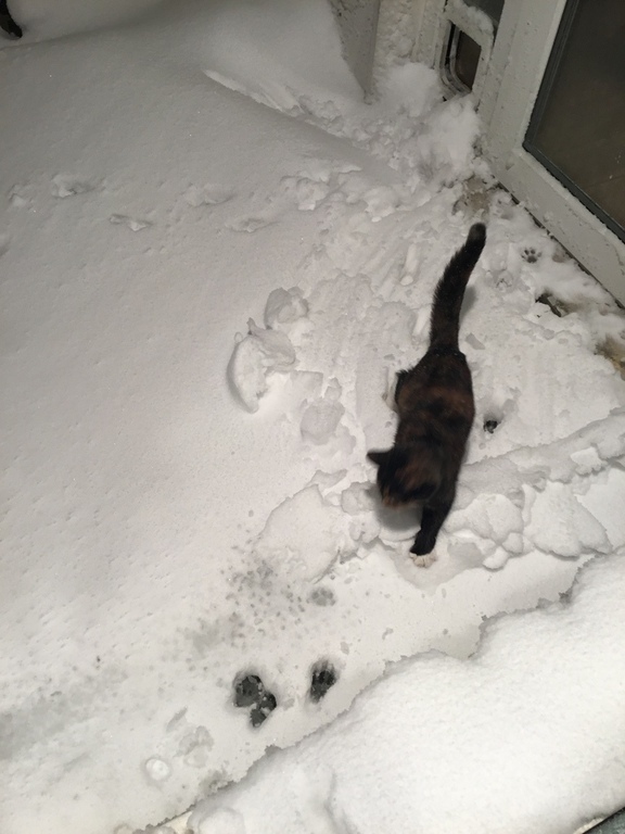 Frida the Cat 🐱 in the Snow ⛄️ 