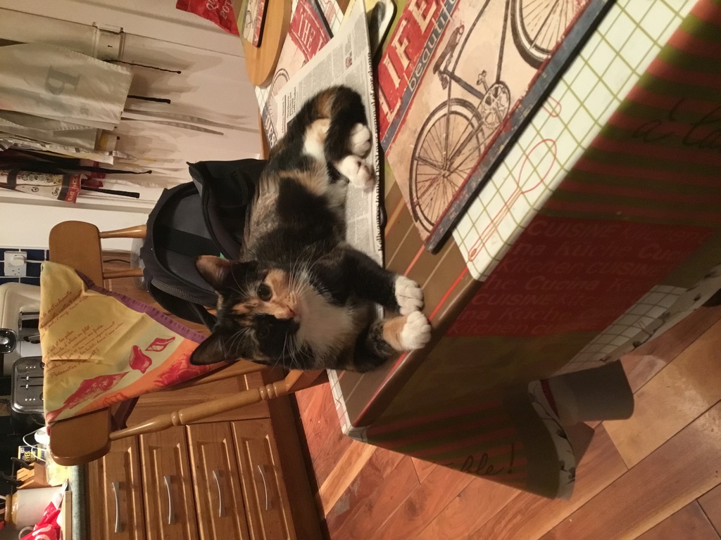 Frida the Cat 🐱, successor to Felix