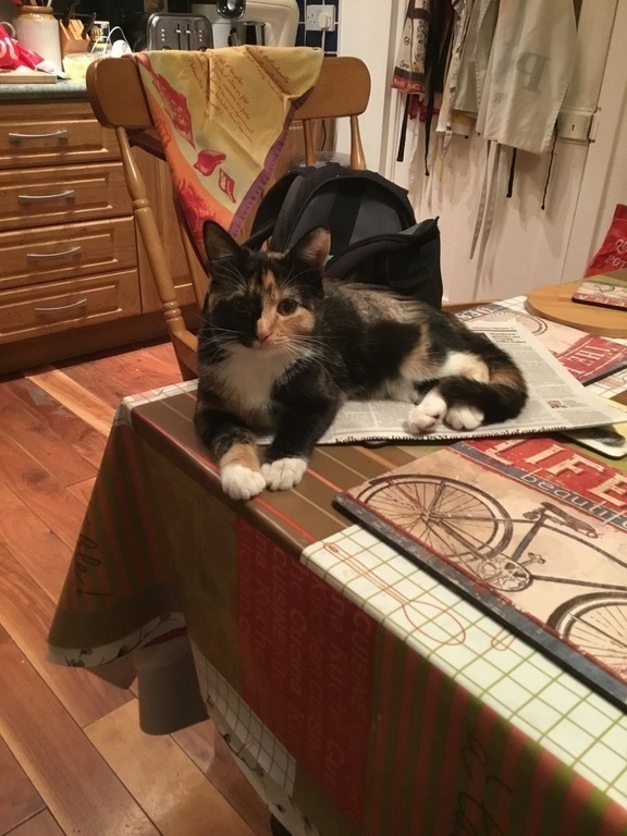 Frida the Cat 🐱, successor to Felix