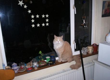 Felix Under the Plough and the Stars