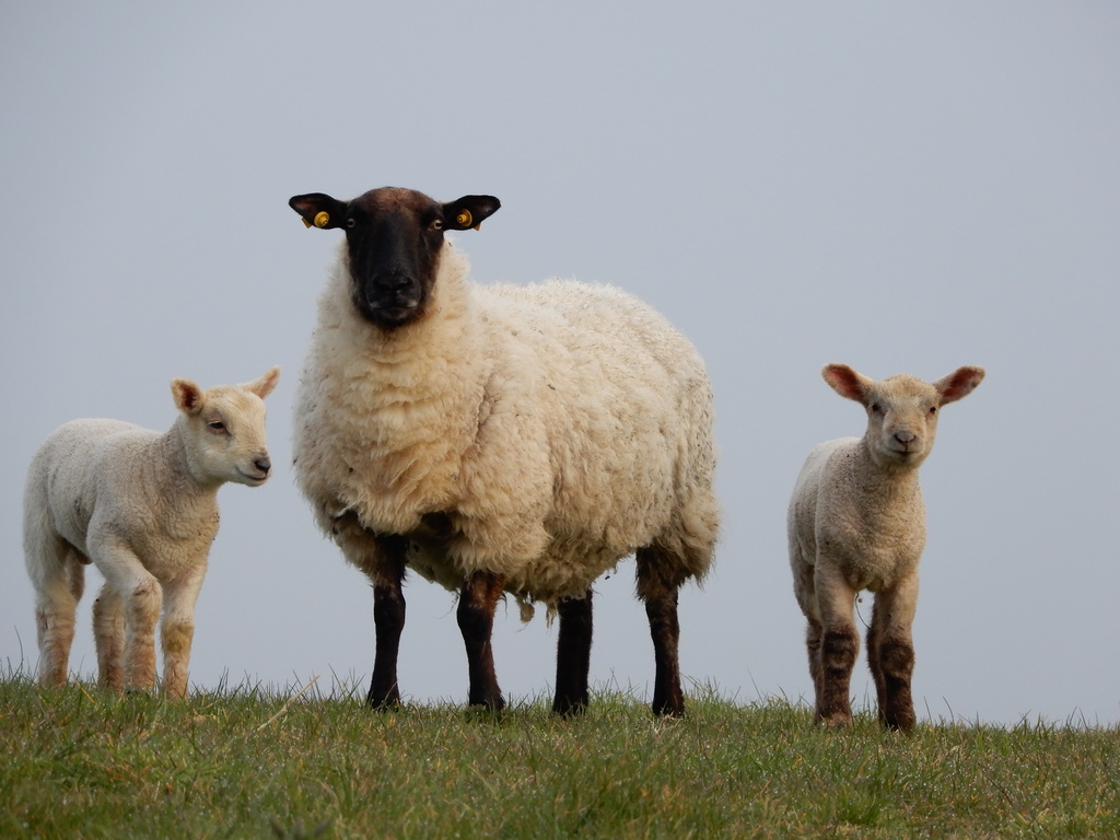 A few of our neighbours