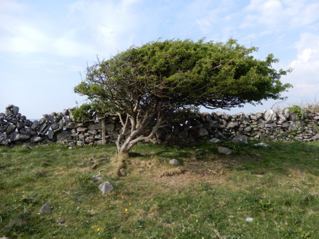 Windswept tree