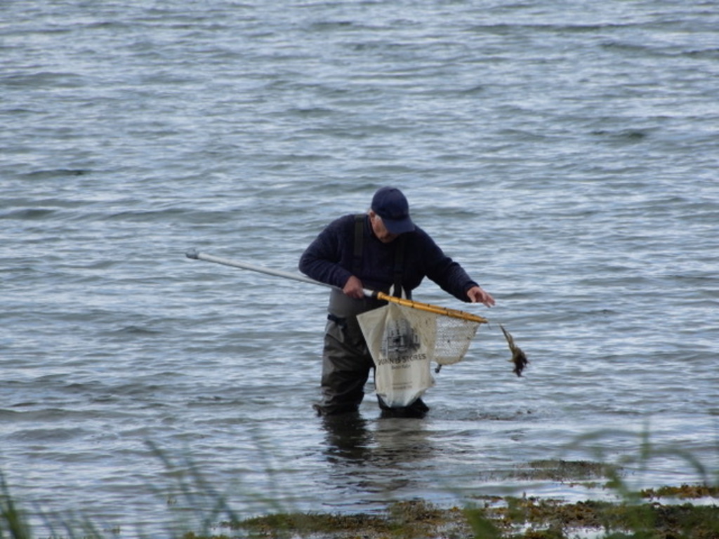 Harvesting mussels