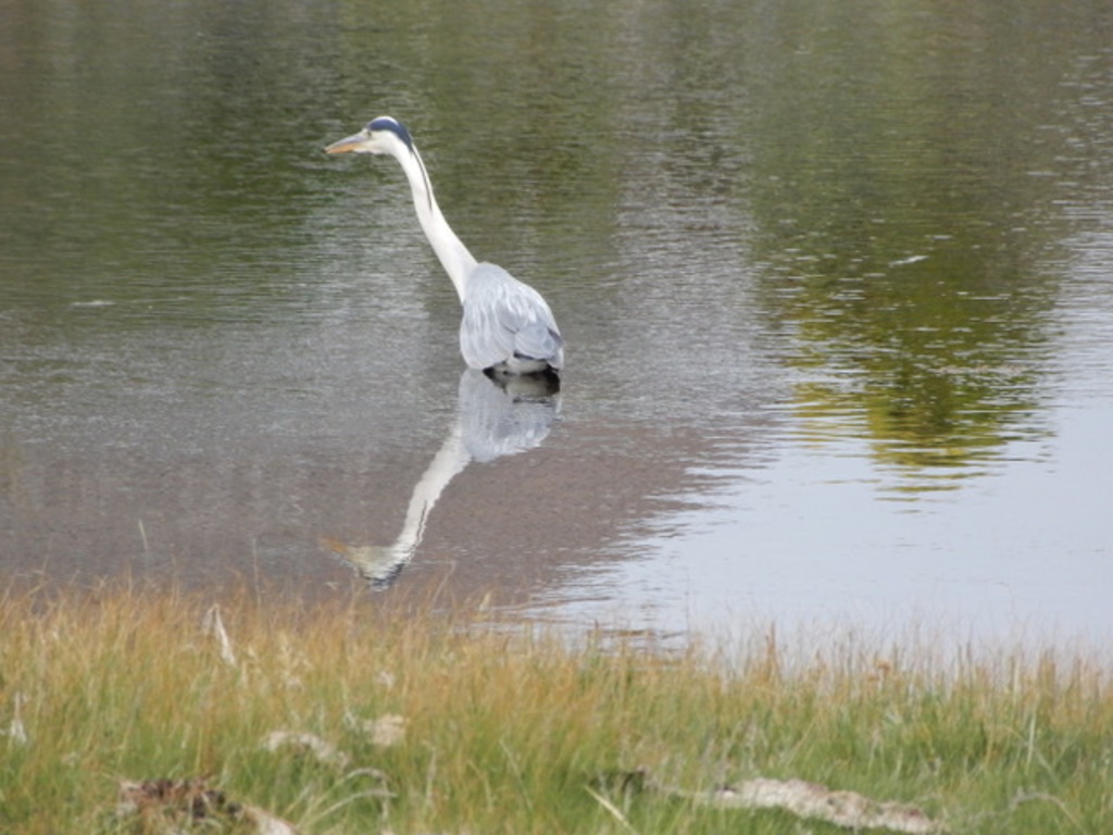 Area is a bird sanctuary 
