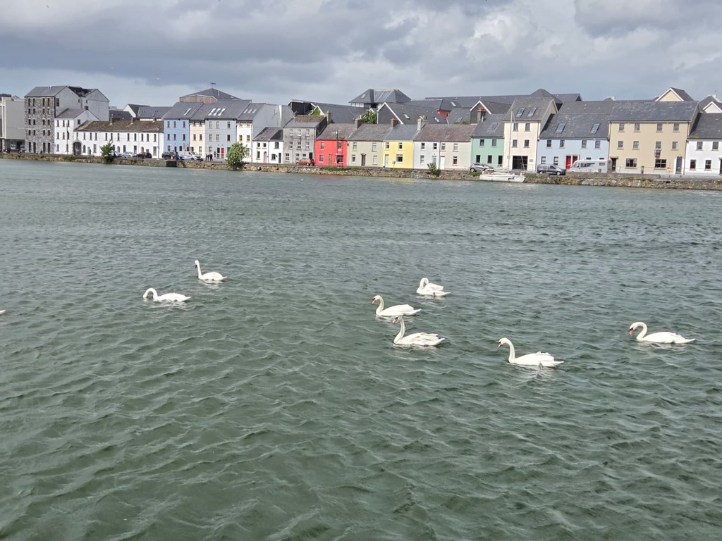 Swans at Nimmo's pier (looking across at the Long Walk)
