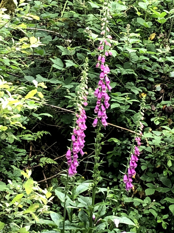Foxgloves in Windfarm woods