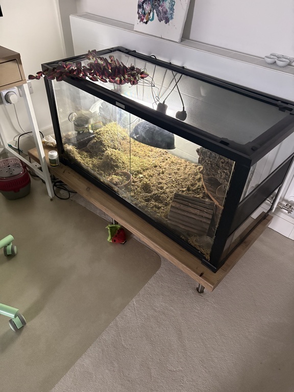 Our 3 year old Horsfield tortoise, Durga