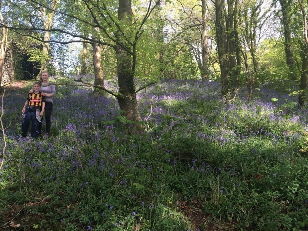 Bluebells in nearby Jenkinstown wood.