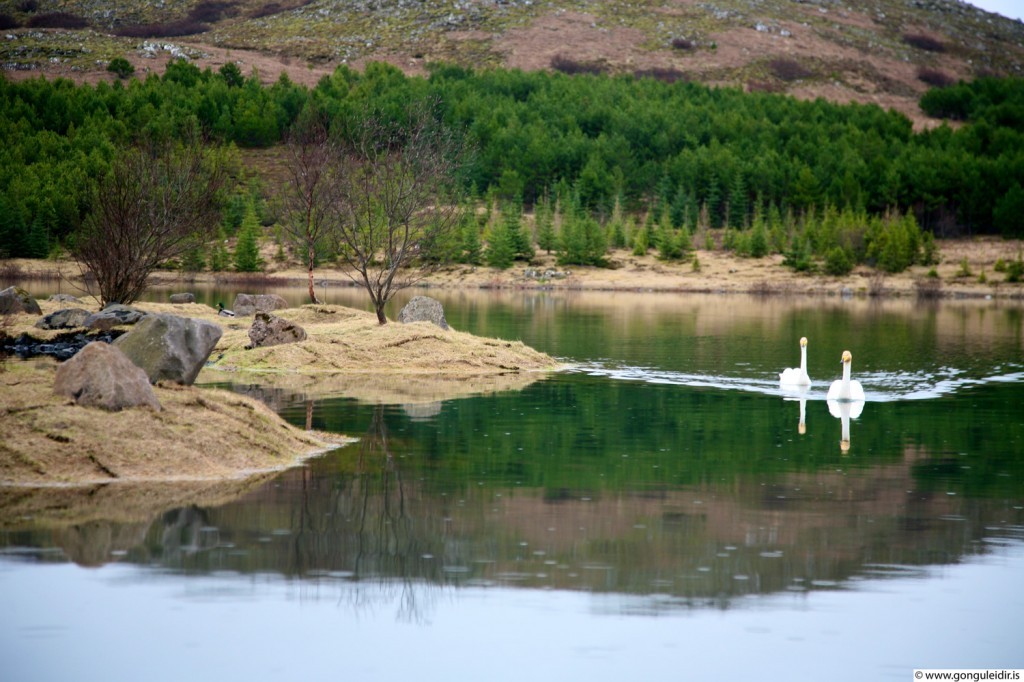 Lake Hvaleyrarvatn 5min drive.