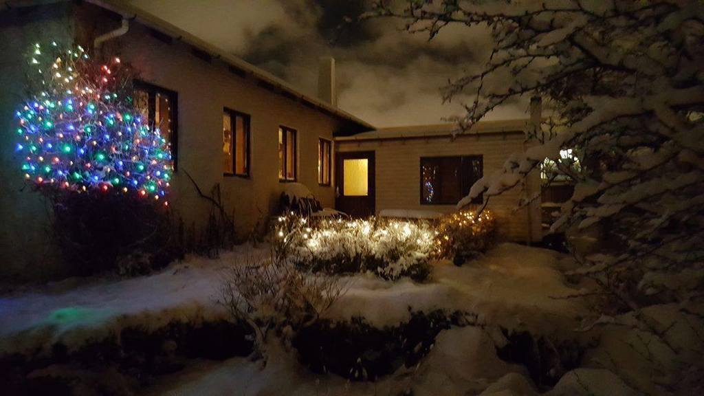 Our garden in December