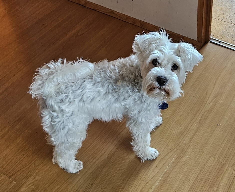 Our dog. She will be elsewhere.