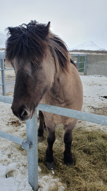 Icelandic horses in winter.