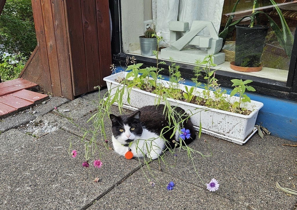 Our cat. She is not included in the exchange but she'll try to visit.