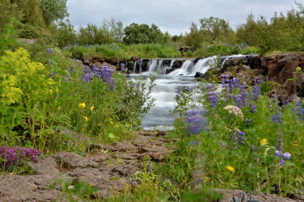 Ellidaardalur nature reserve - 3 minutes walk away