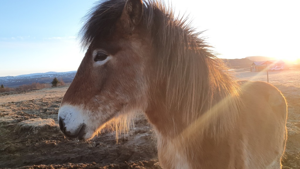 Icelandic horses in winter.