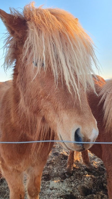 Icelandic horses in winter.