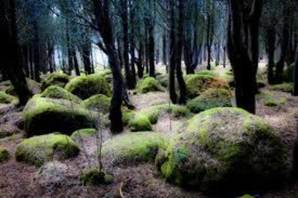 The forest in Öskjuhlid, a great outdoor area 5 minutes from us