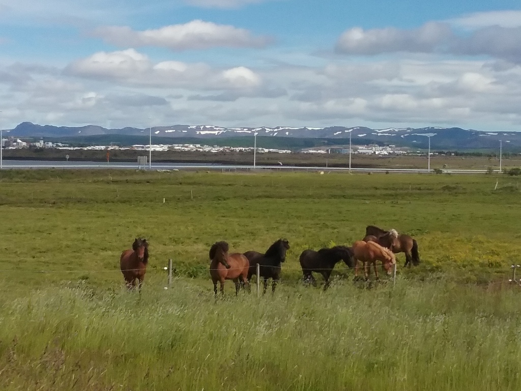 Icelandic horses. In Álftanes