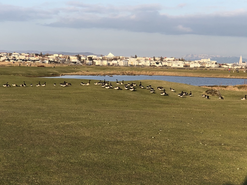 Walking path by the golfcourse