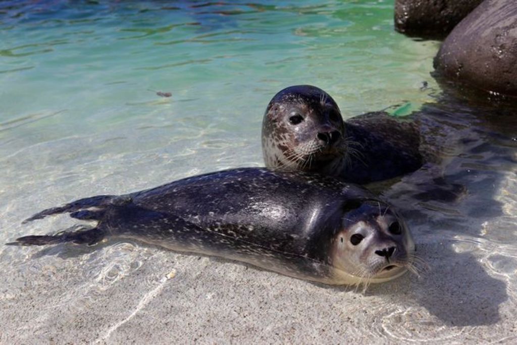 Seals in the petting zoo, 1 km from our house