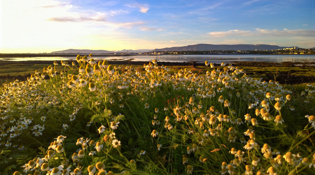 A view to Reykjavik from Garðabær town in the midnight sun. 15 minutes by car.