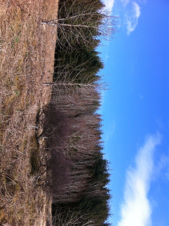 Around lake Ástjörn is a lifely birdlife.