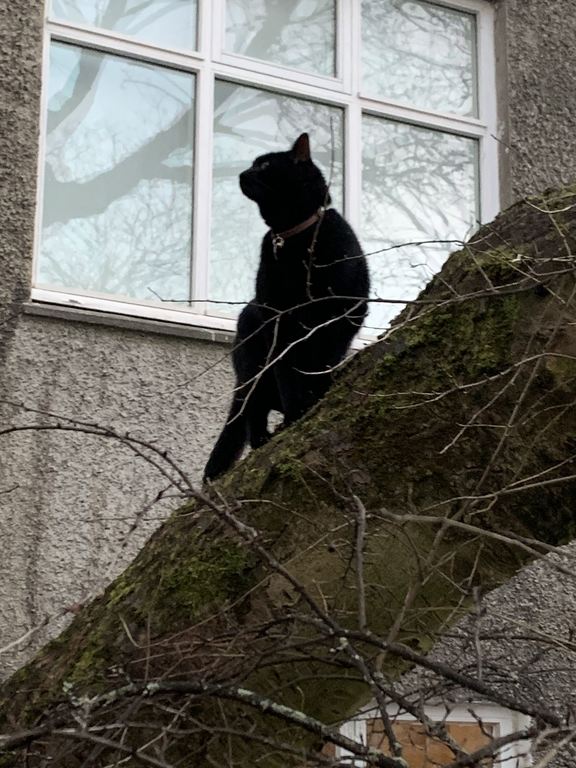 Klói in the backyard