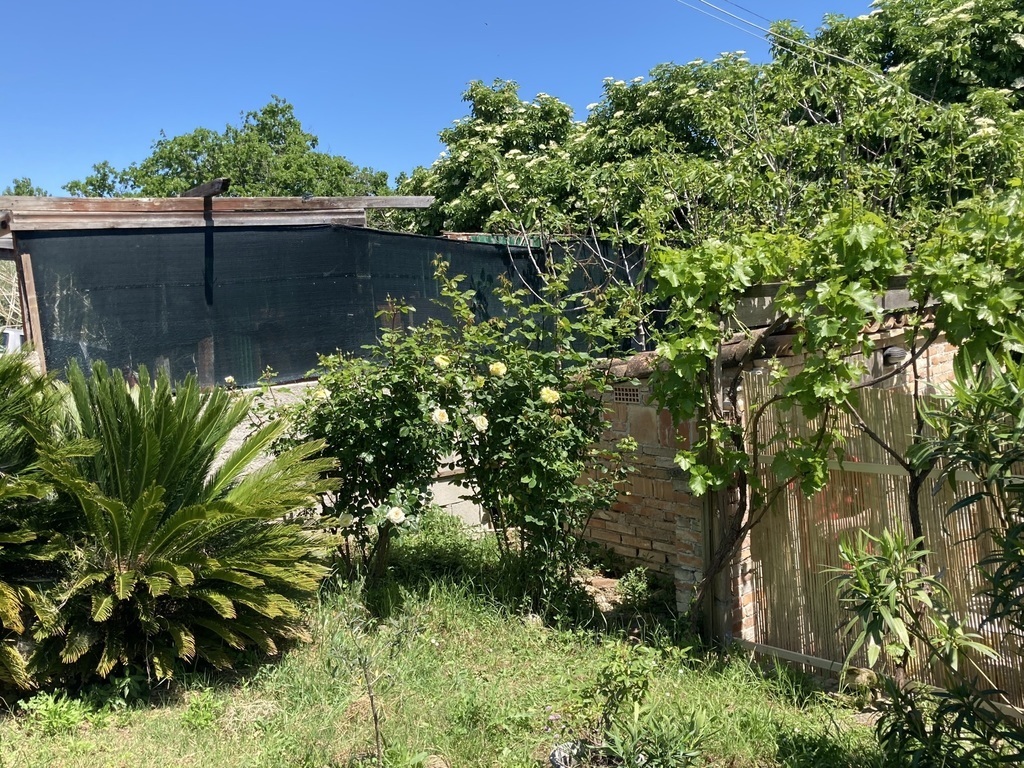 Garden with olive trees, oleanders and figue tree