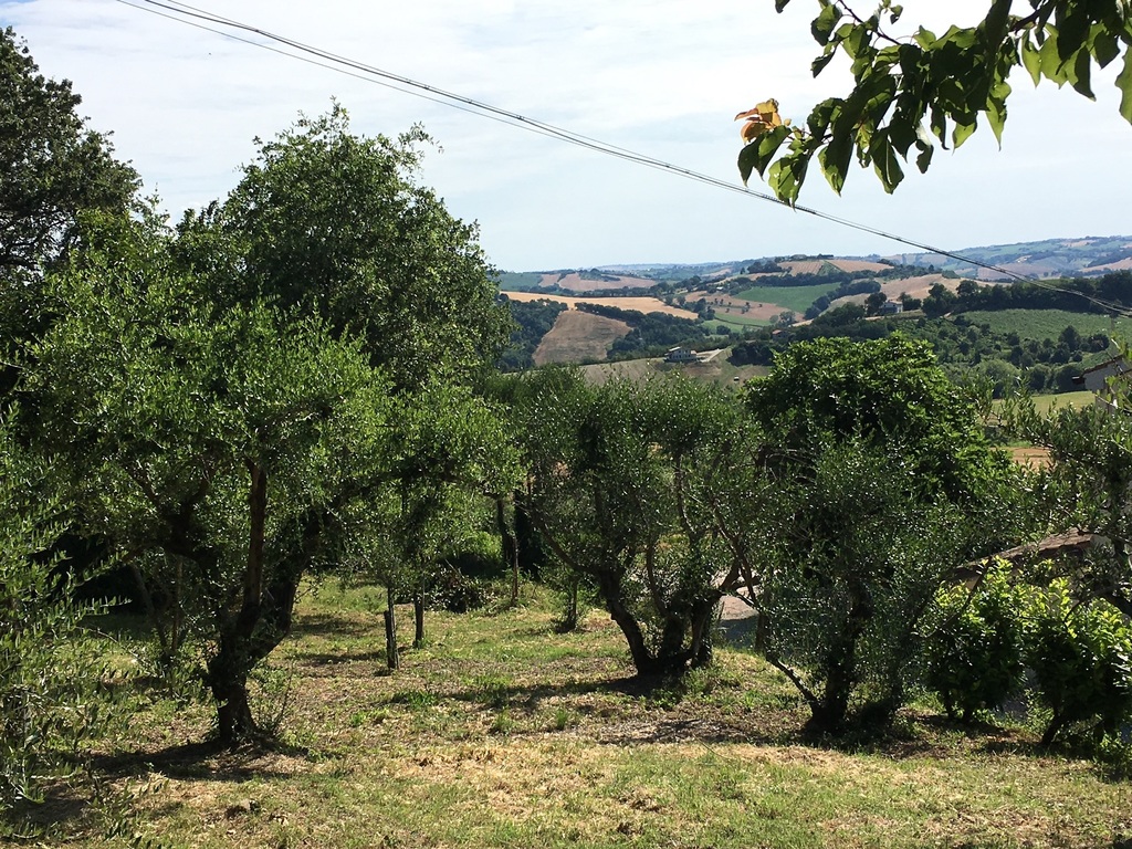 Olive gardens shape the landscape of the Marche