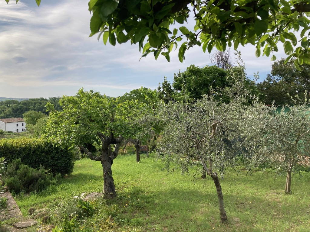 We have 20 olive trees 