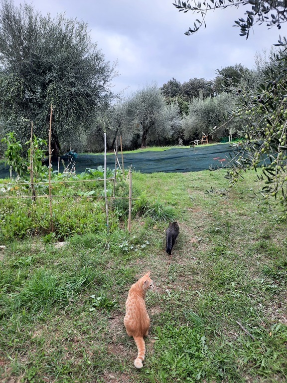 Olive harvesting with our cats