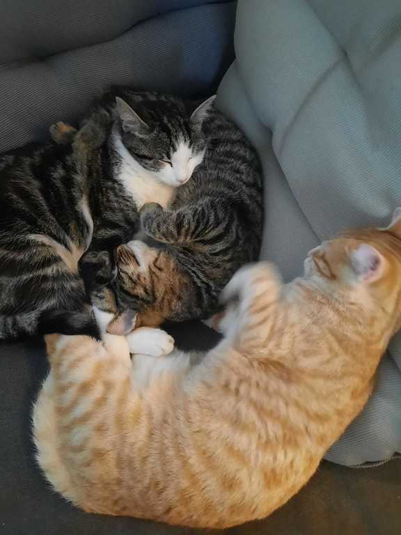 Our 3 cats