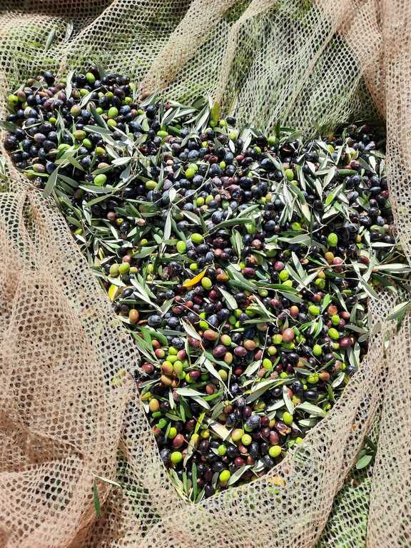 Olives for olive oil