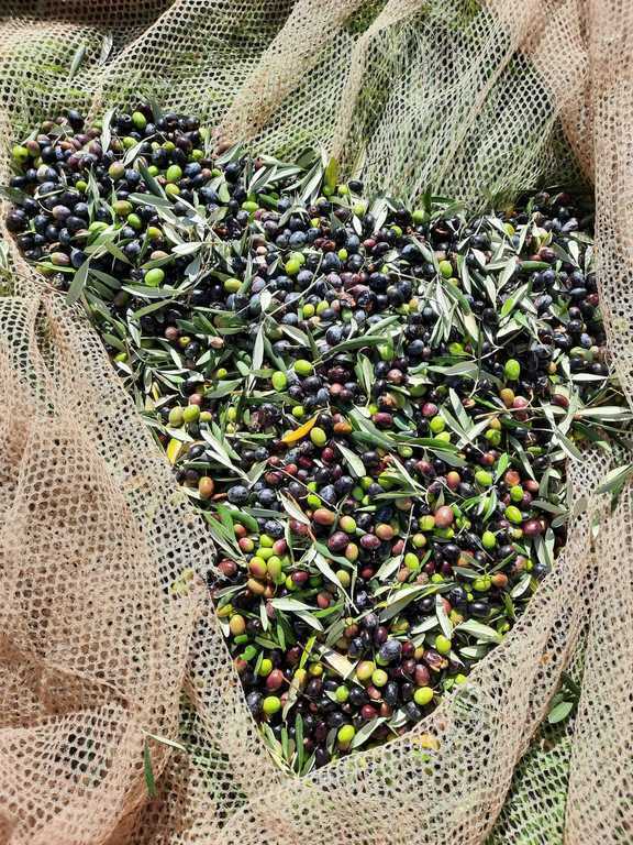 Olives for olive oil
